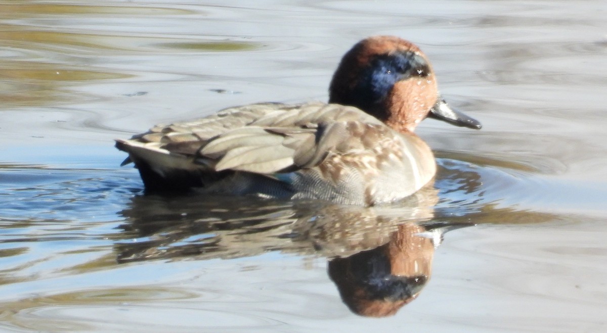 Sarcelle d'hiver - ML644526098