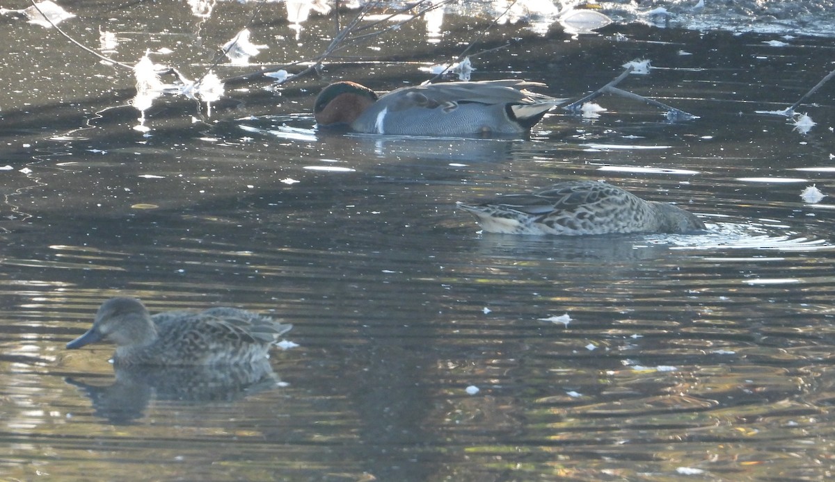 Sarcelle d'hiver - ML644526099