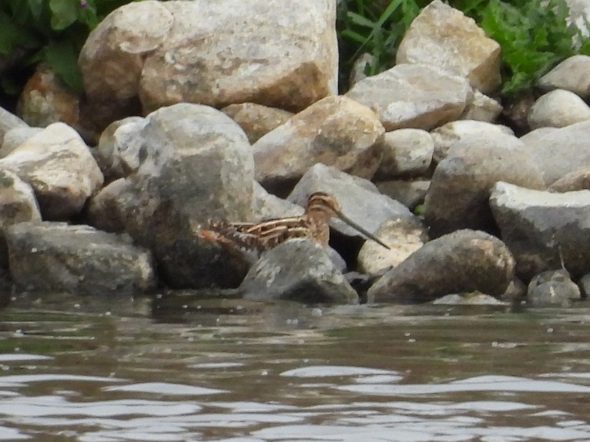 Bécassine des marais - ML644526100