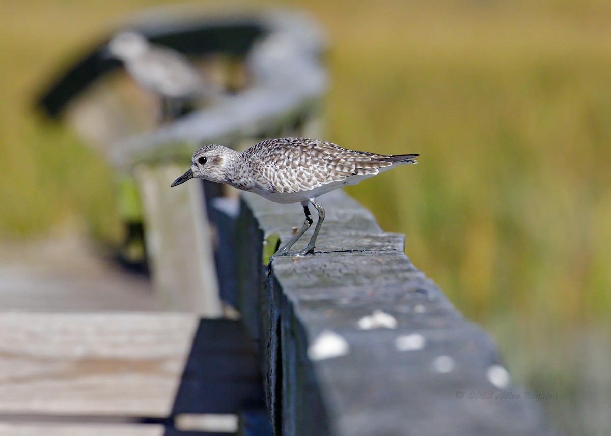 ダイゼン - ML644526101