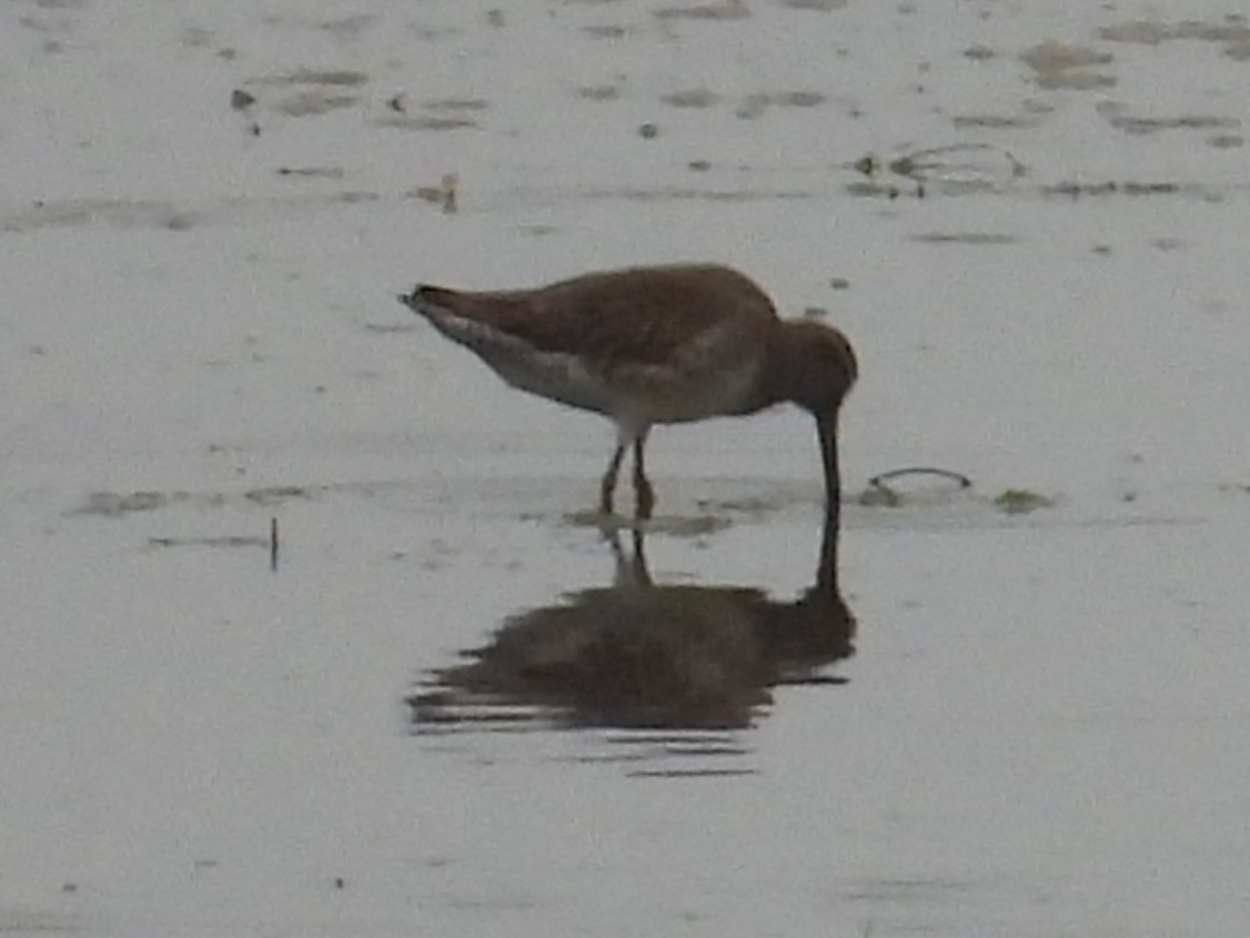 Bécassin roux - ML644526102