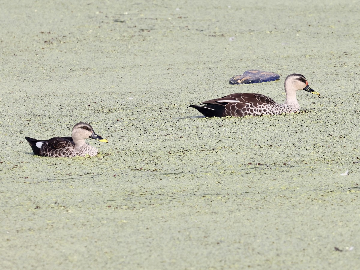 flekknebband - ML644526111