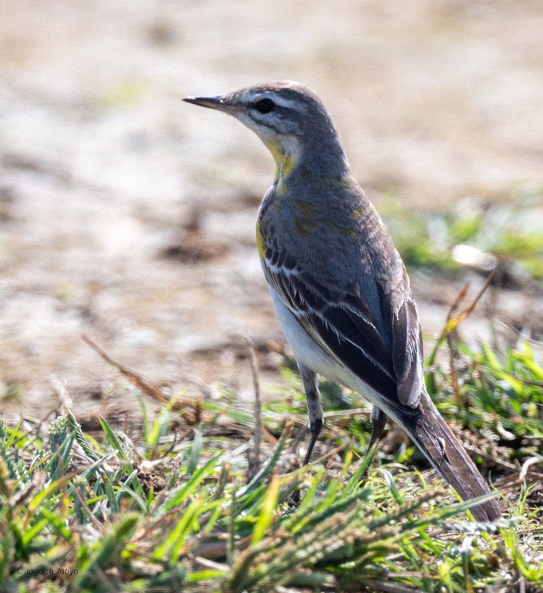 gulerle - ML644526112