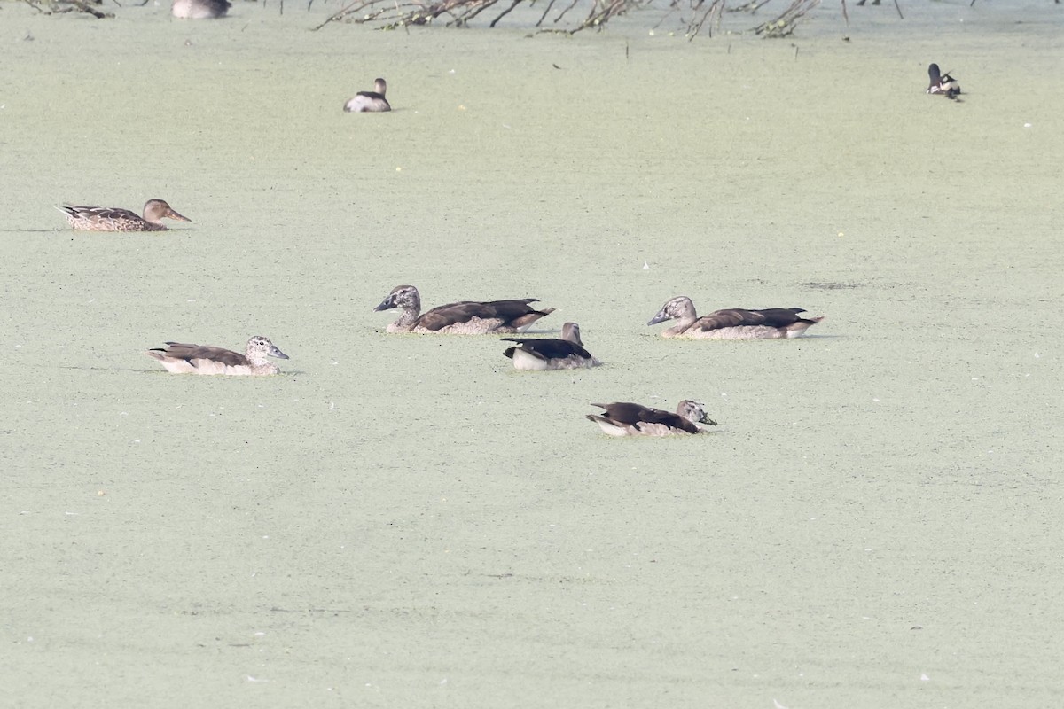 kamand - ML644526119