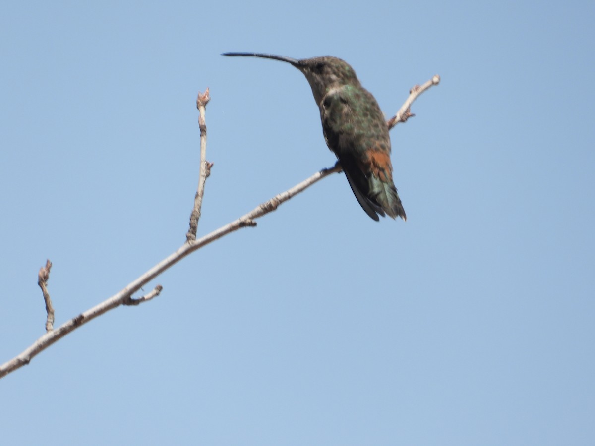 Andean Hillstar - ML644526120