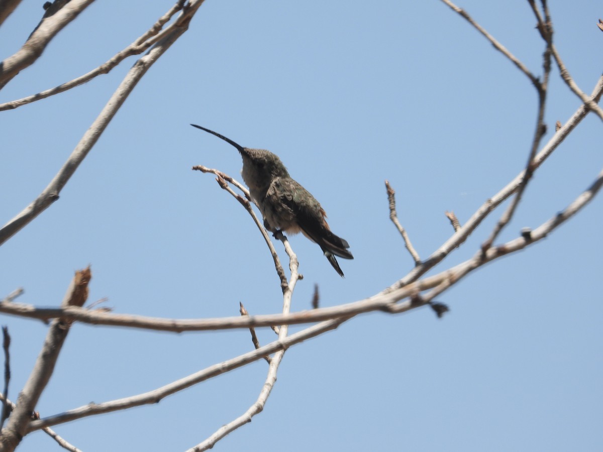 Andean Hillstar - ML644526121