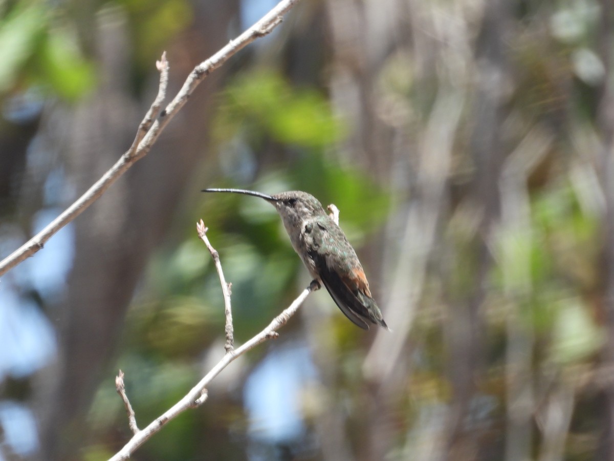 Andean Hillstar - ML644526122