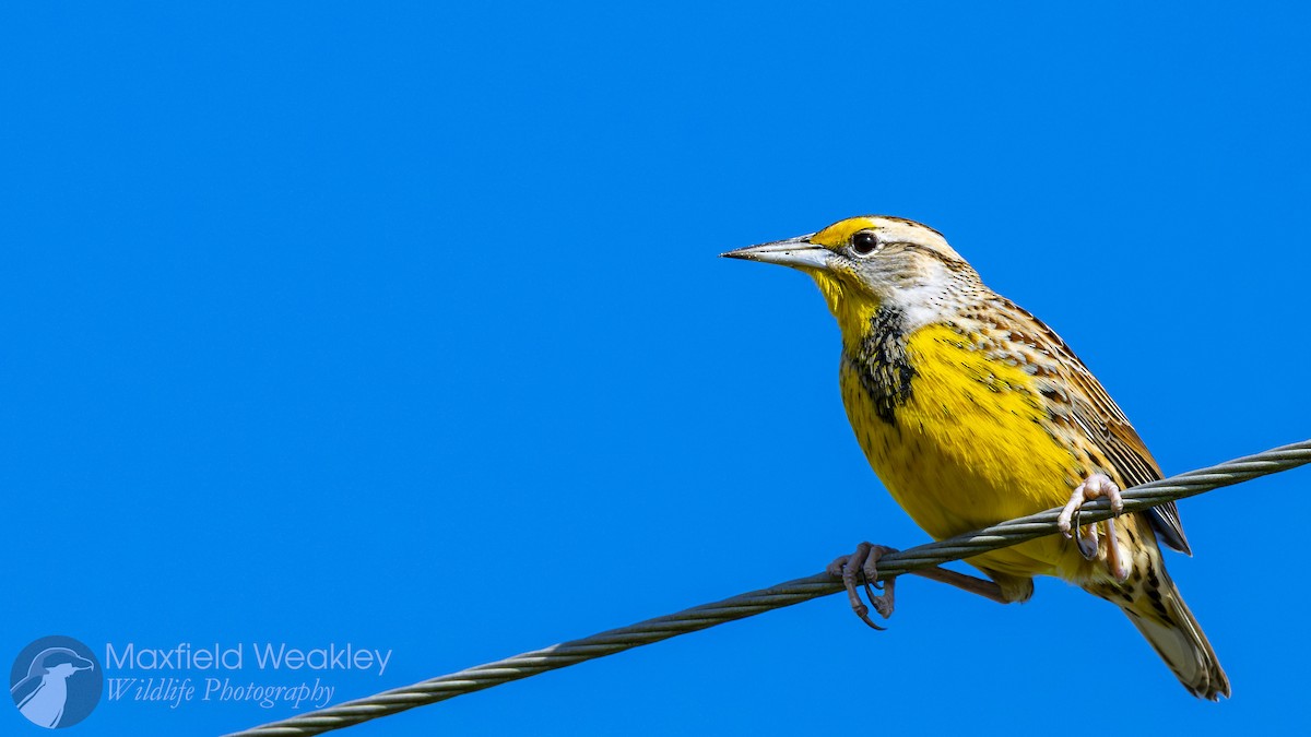 Eastern Meadowlark (Eastern) - ML644526125