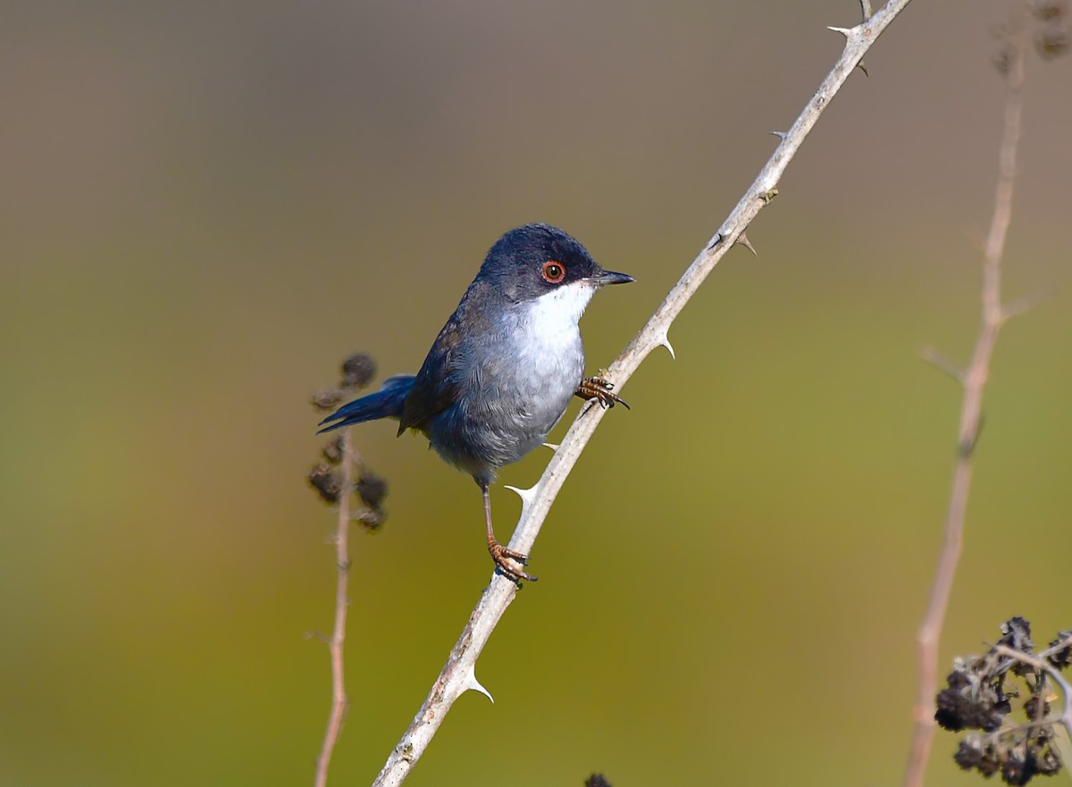 Fauvette mélanocéphale - ML644526128