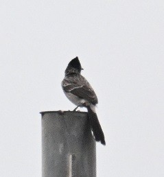 rødgumpbylbyl - ML644526129