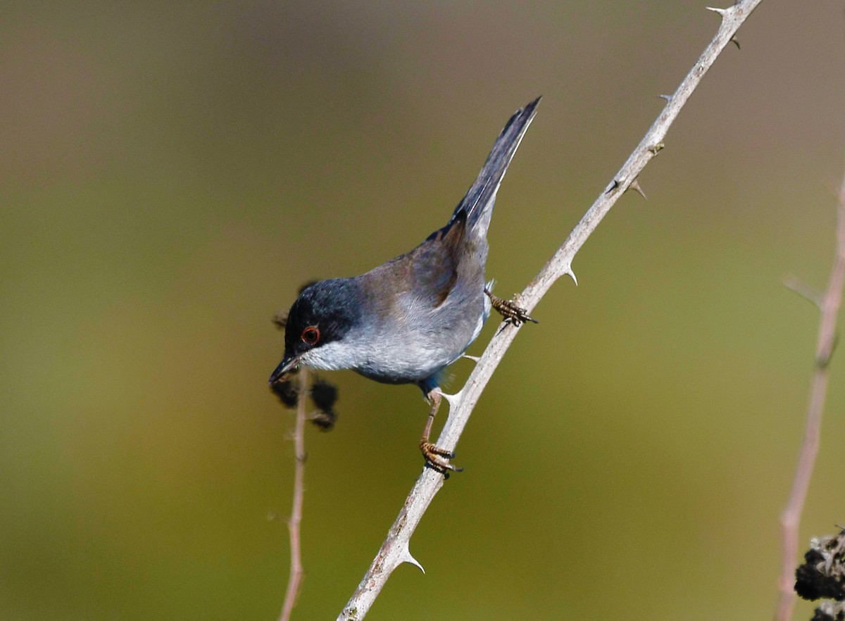 Fauvette mélanocéphale - ML644526130