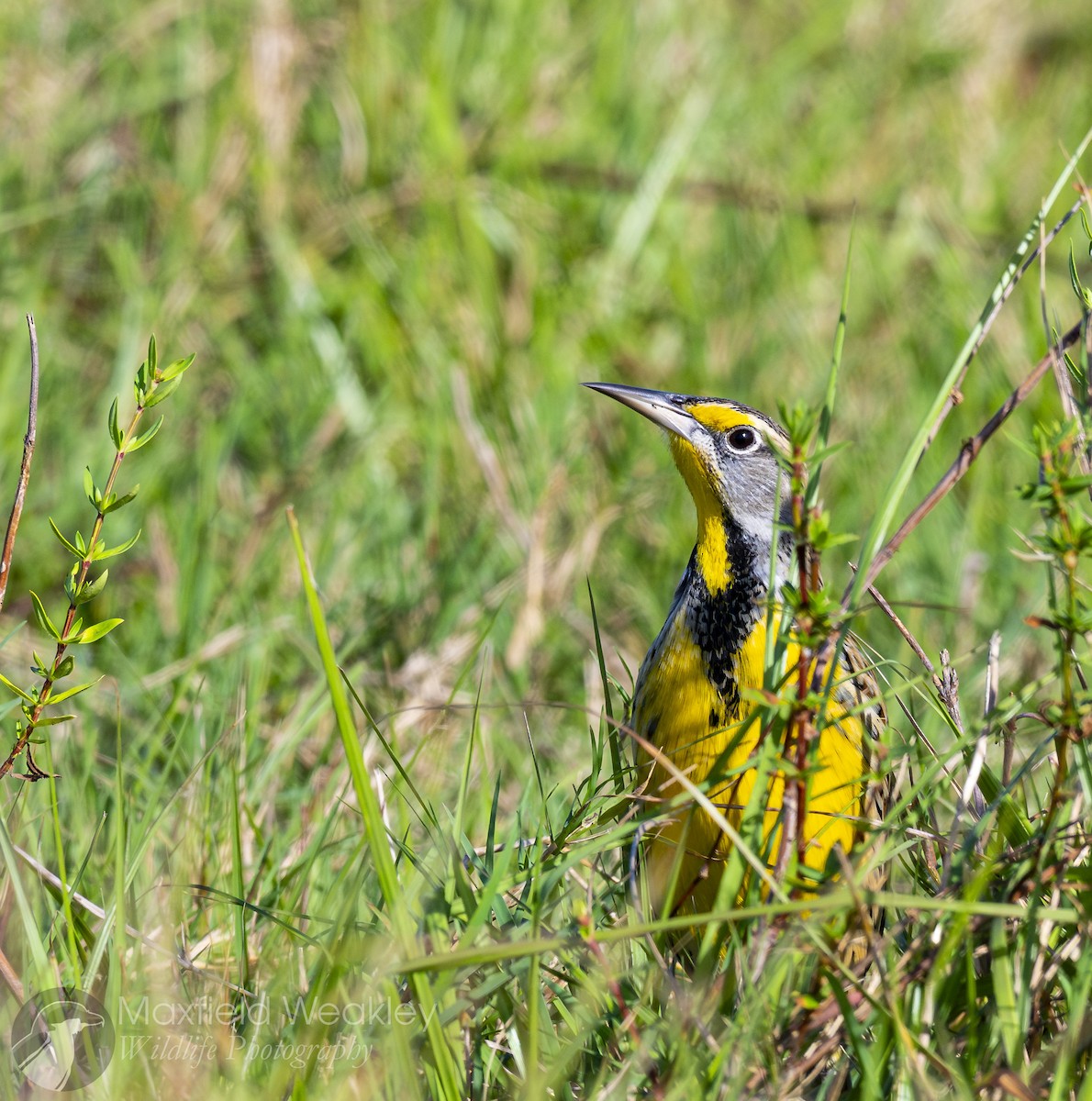 Eastern Meadowlark (Eastern) - ML644526132