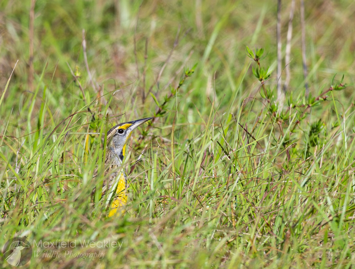 Eastern Meadowlark (Eastern) - ML644526133