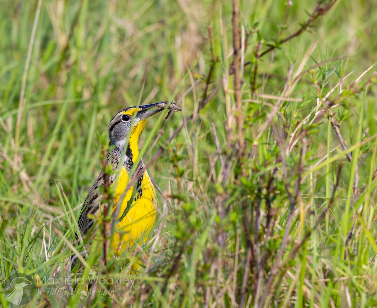 Eastern Meadowlark (Eastern) - ML644526134