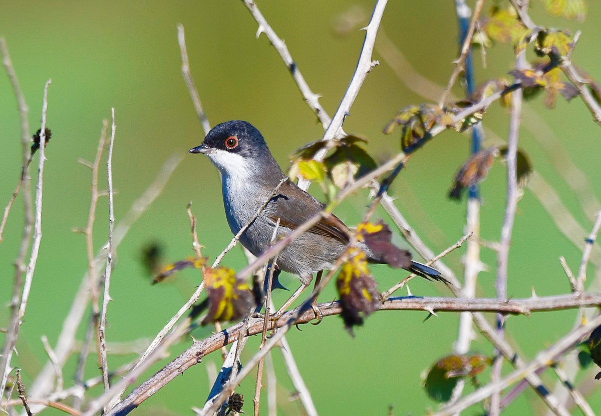 Fauvette mélanocéphale - ML644526139