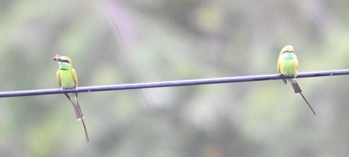 beryllbieter - ML644526142