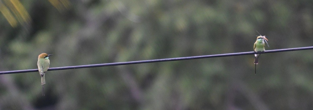 beryllbieter - ML644526143