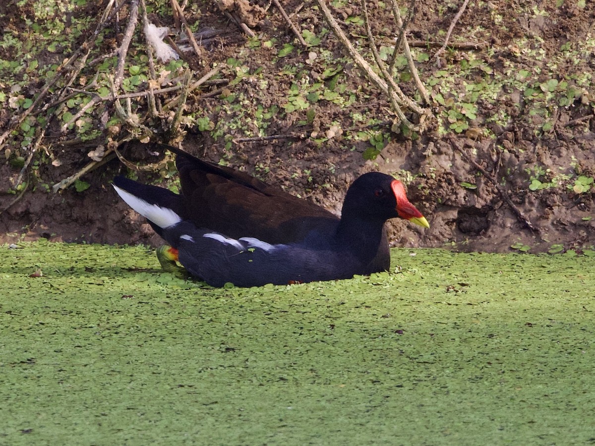 sivhøne - ML644526144