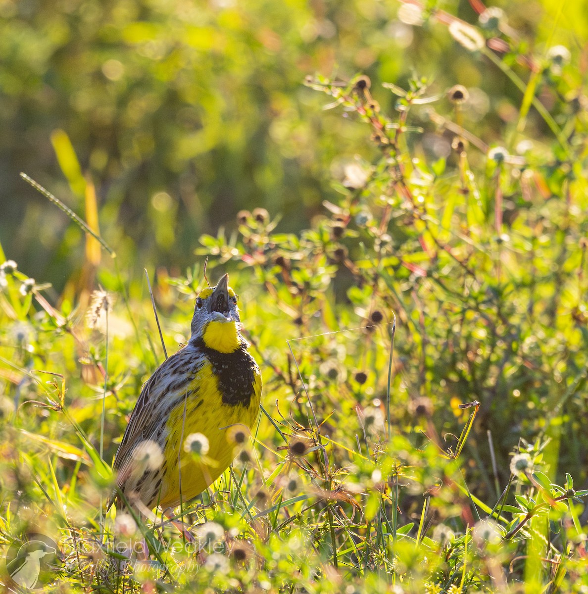 Eastern Meadowlark (Eastern) - ML644526146