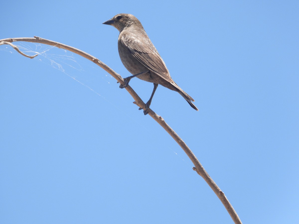 Shiny Cowbird - ML644526148