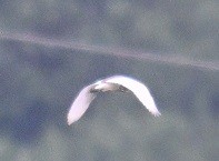 mangrovehegre - ML644526150