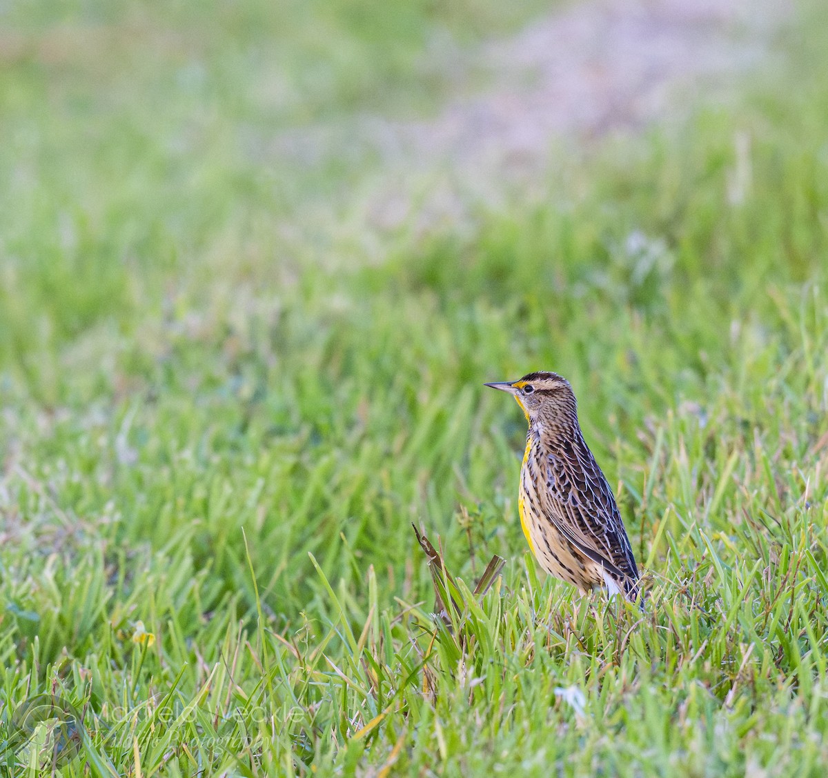 Eastern Meadowlark (Eastern) - ML644526159