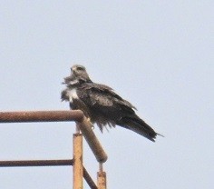 svartglente - ML644526171