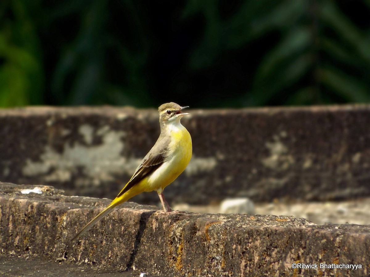 vintererle - ML644526173