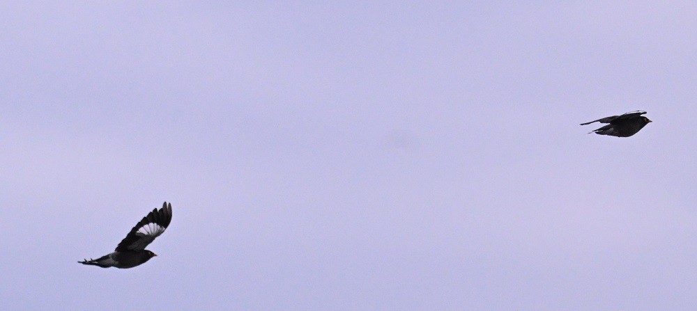 hyrdestær - ML644526175