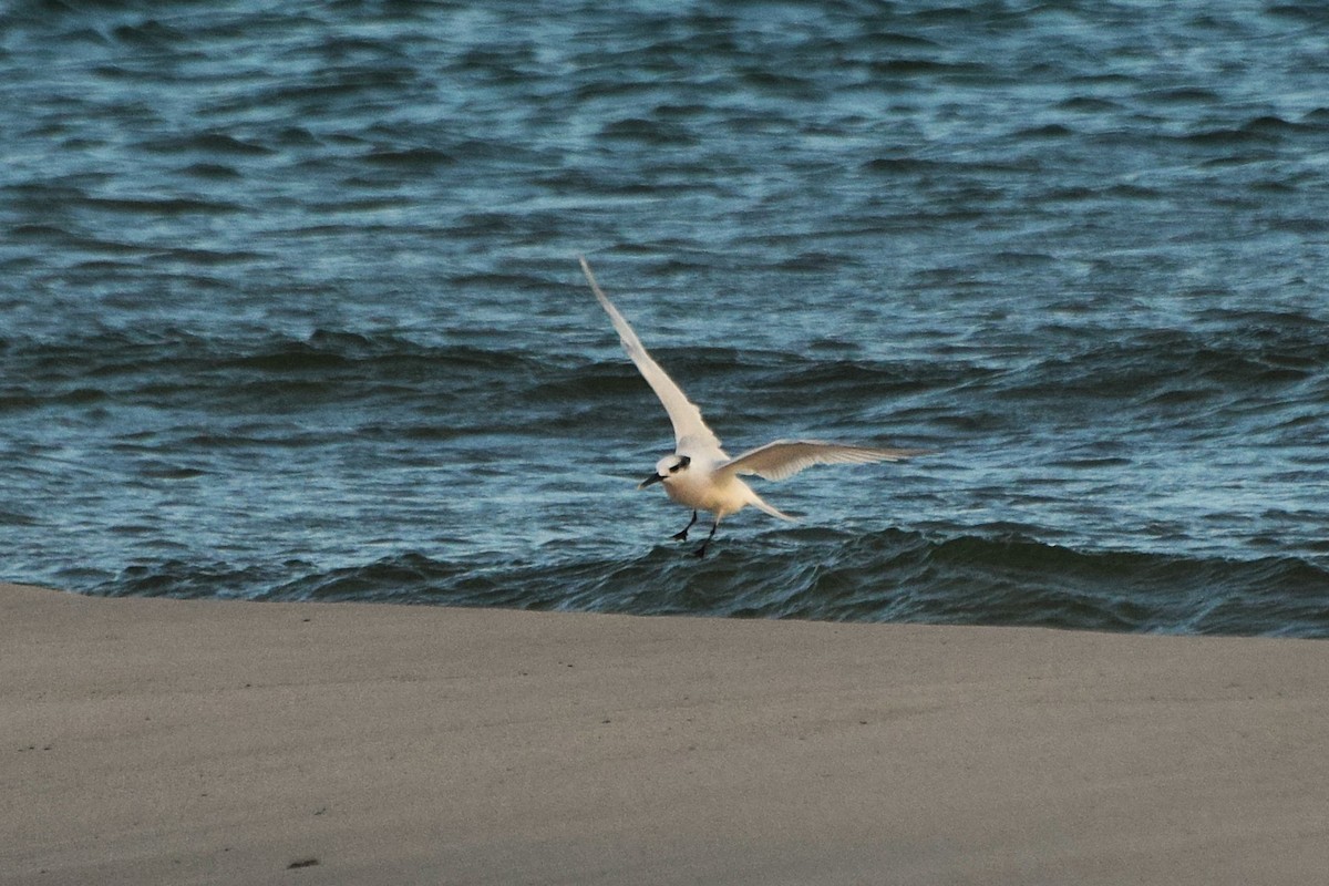 Sterne caugek - ML644526176