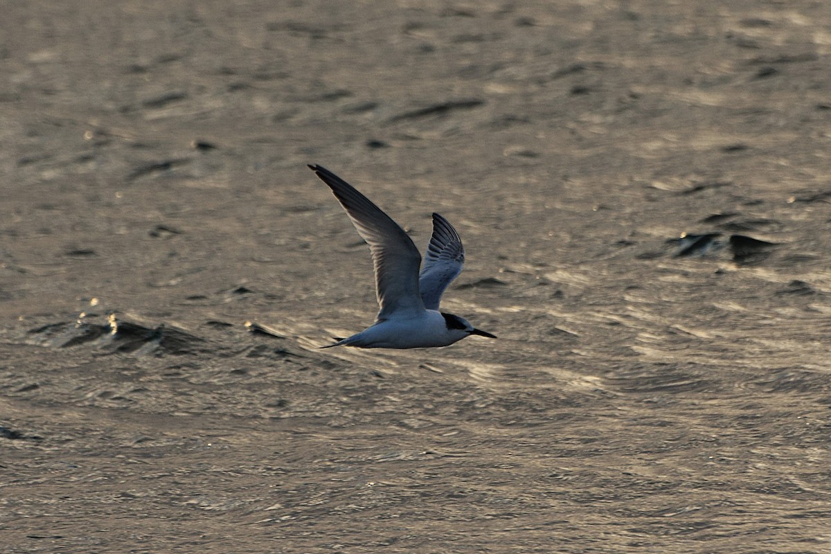 Sterne caugek - ML644526177