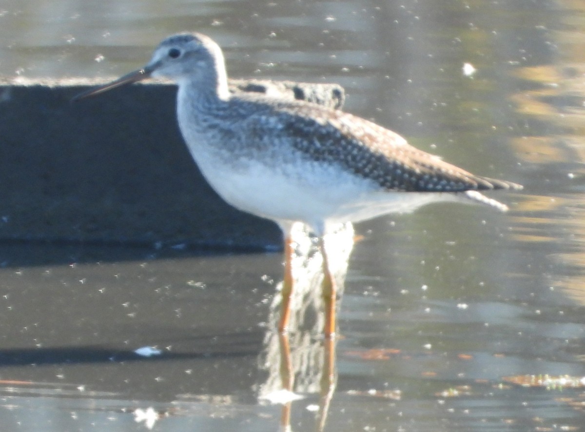 vodouš velký - ML644526178