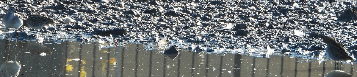 vodouš velký - ML644526179