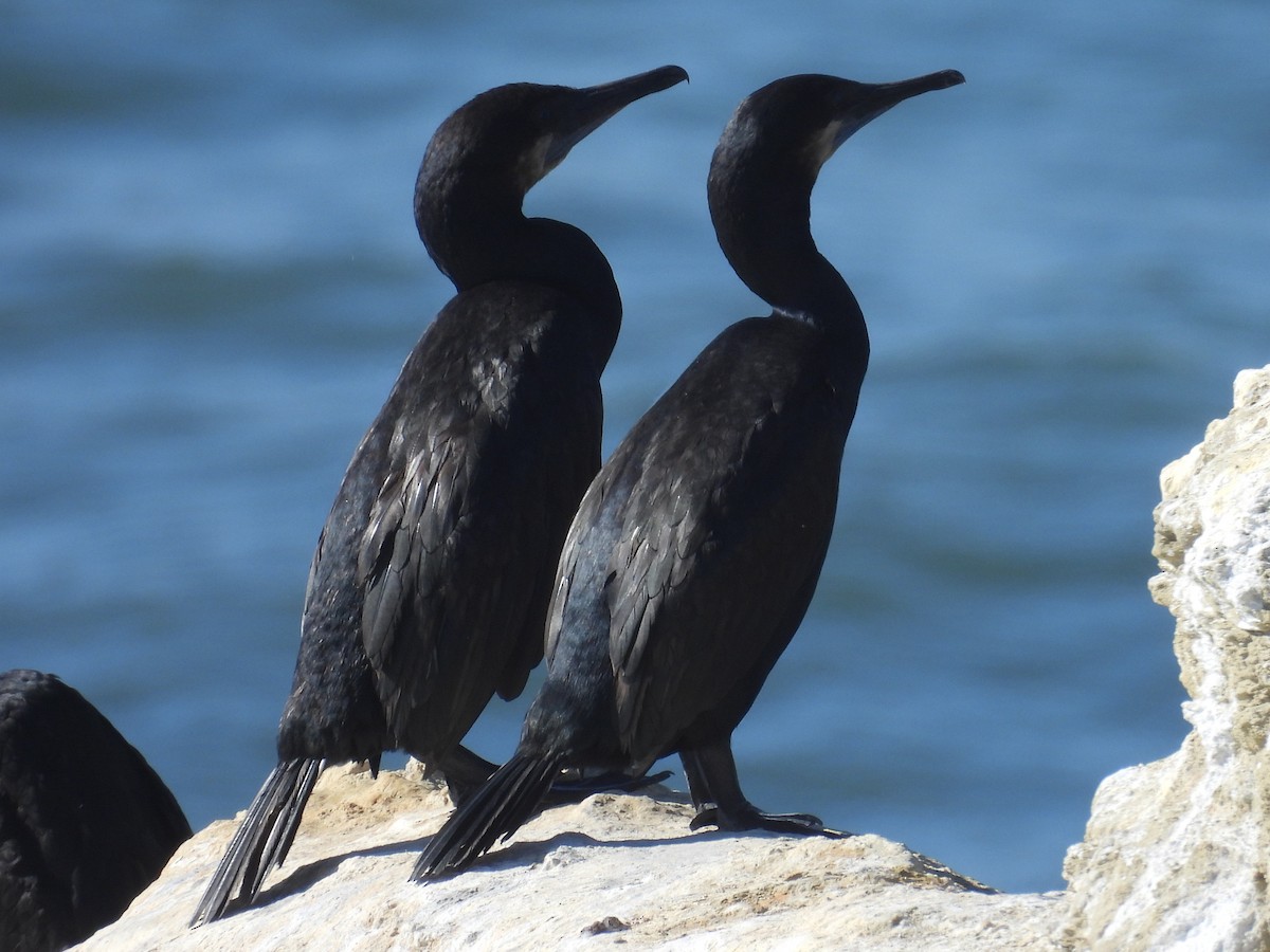 kormorán modrohrdlý - ML644526181