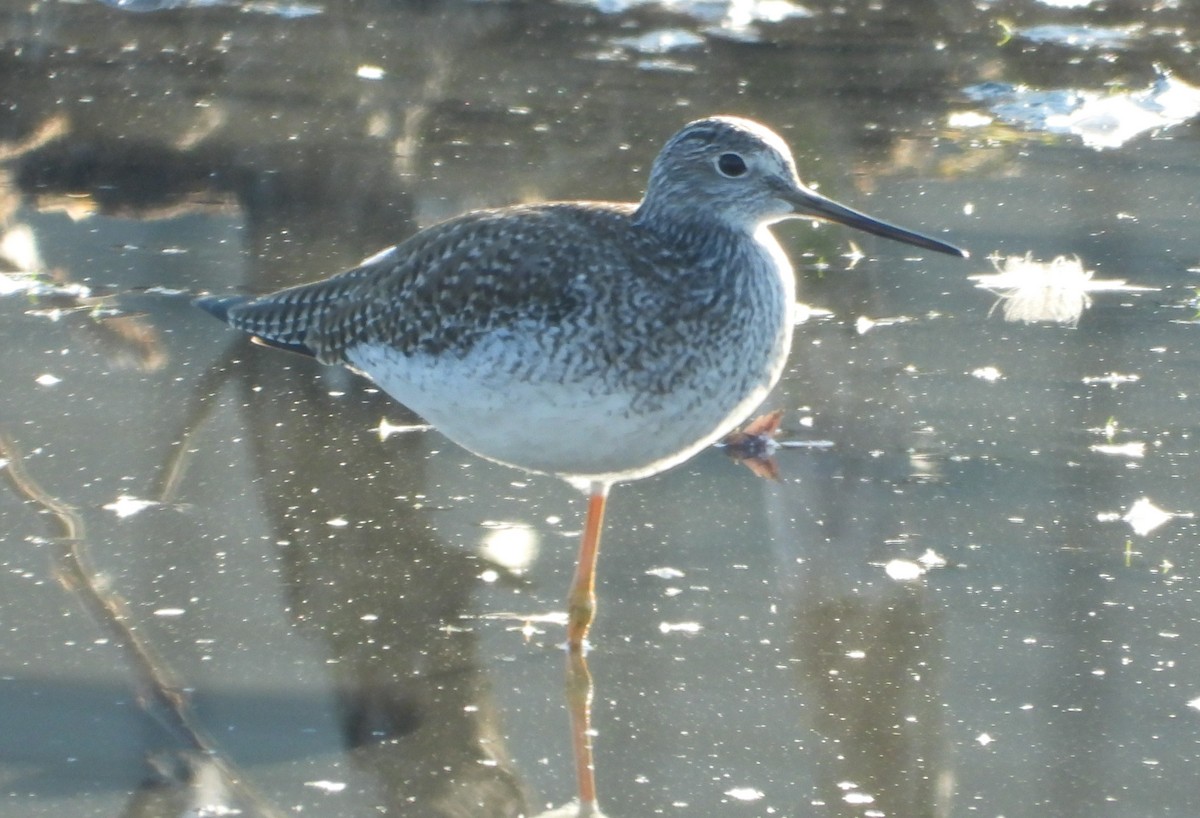 vodouš velký - ML644526182