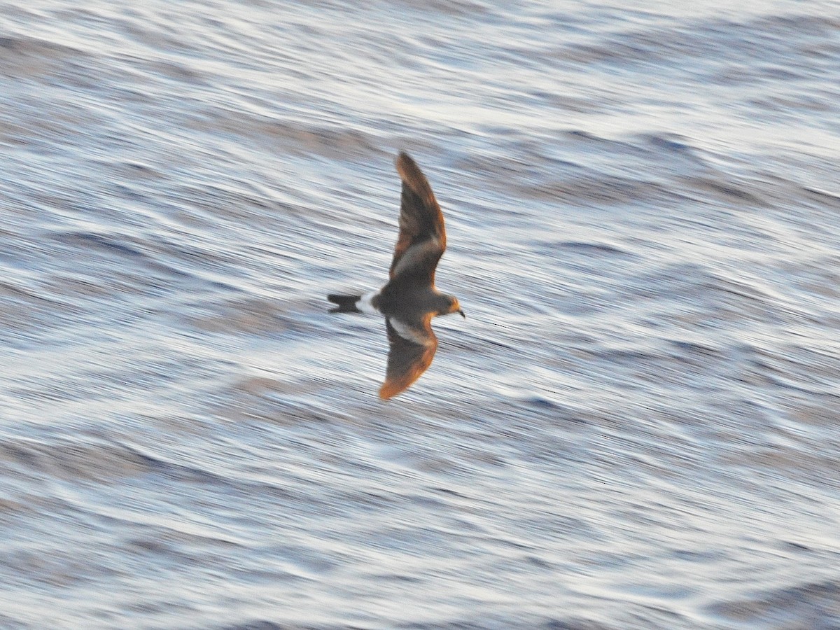 buřňáček severní - ML644526184