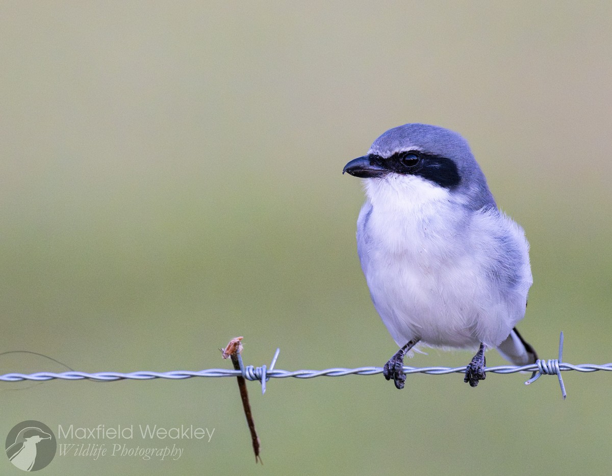 amerikavarsler - ML644526186