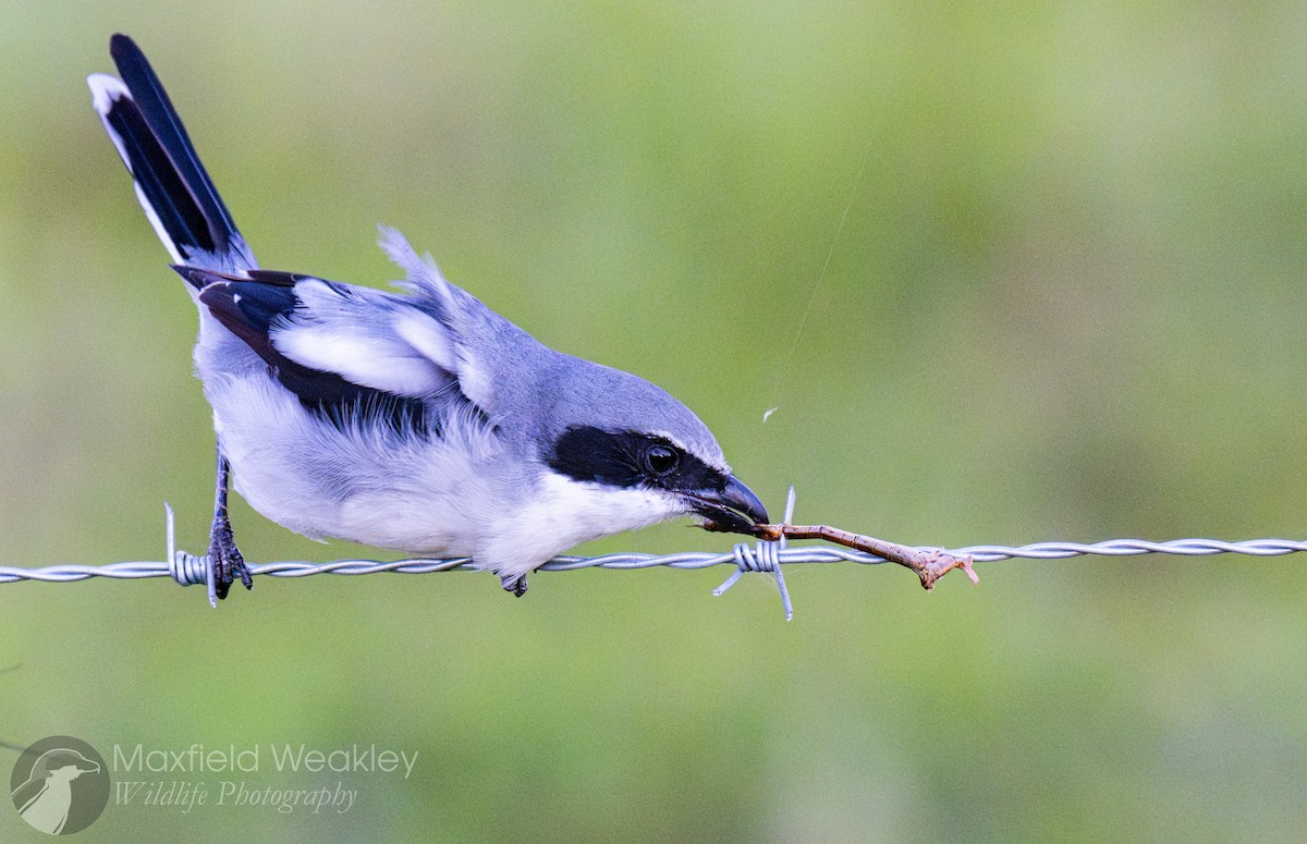 Amerika Örümcekkuşu - ML644526190