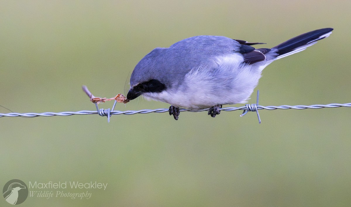 Amerika Örümcekkuşu - ML644526191