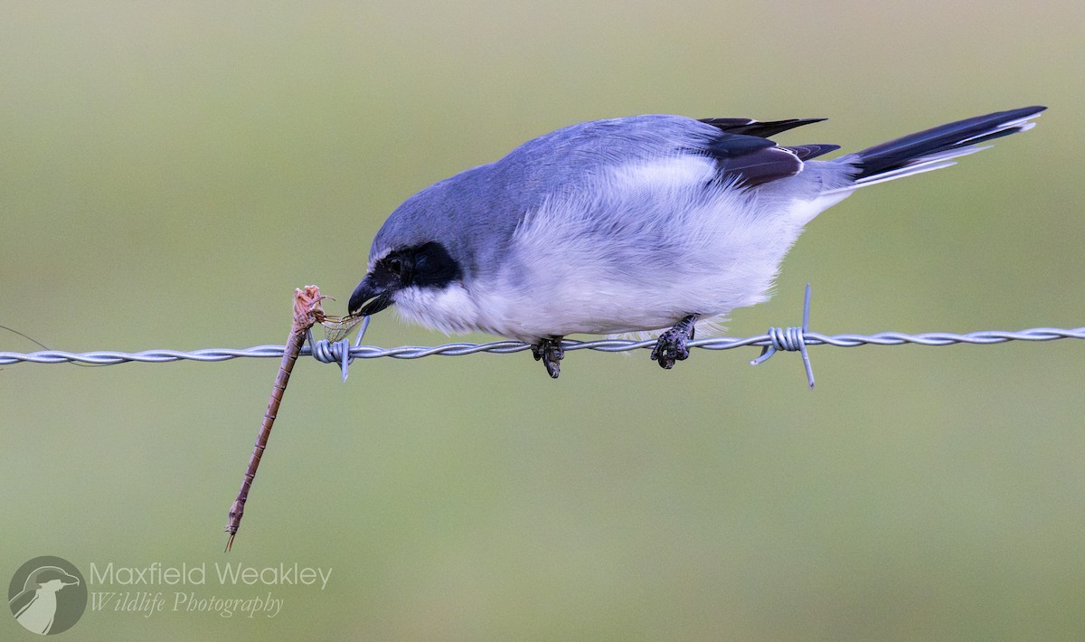 Amerika Örümcekkuşu - ML644526196