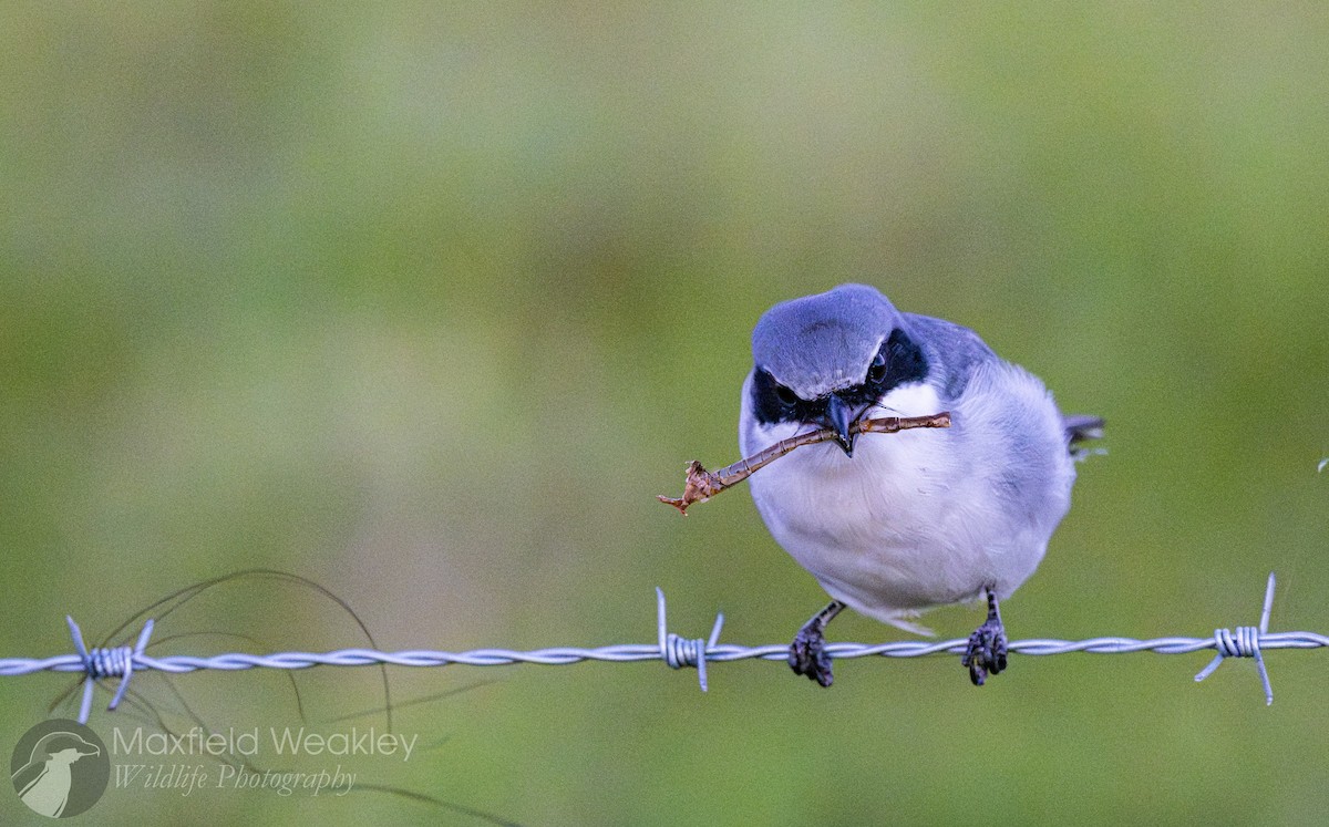 amerikavarsler - ML644526199