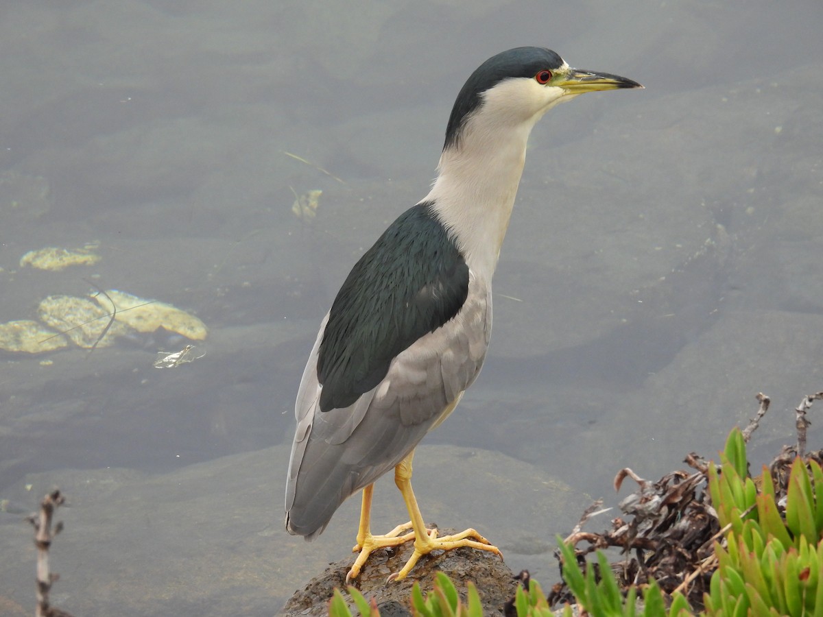 kvakoš noční (ssp. hoactli) - ML644526201