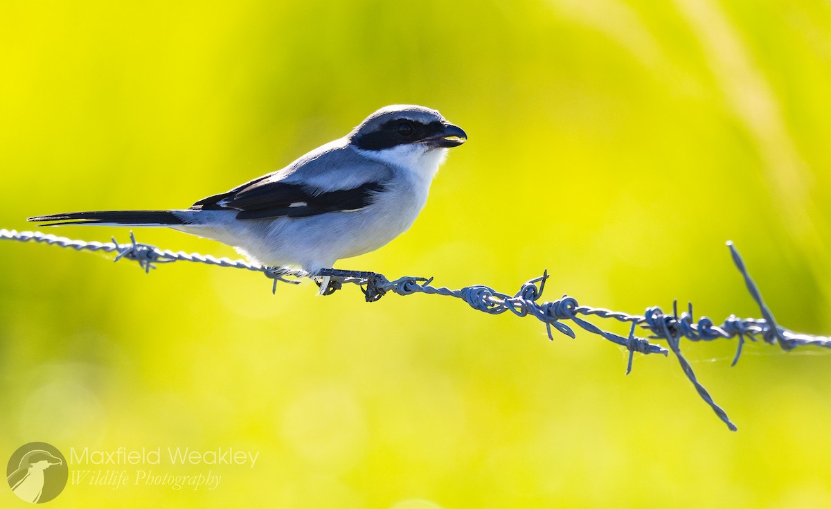 amerikavarsler - ML644526205