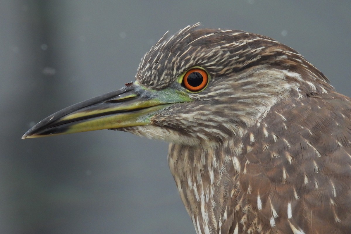 kvakoš noční (ssp. hoactli) - ML644526206