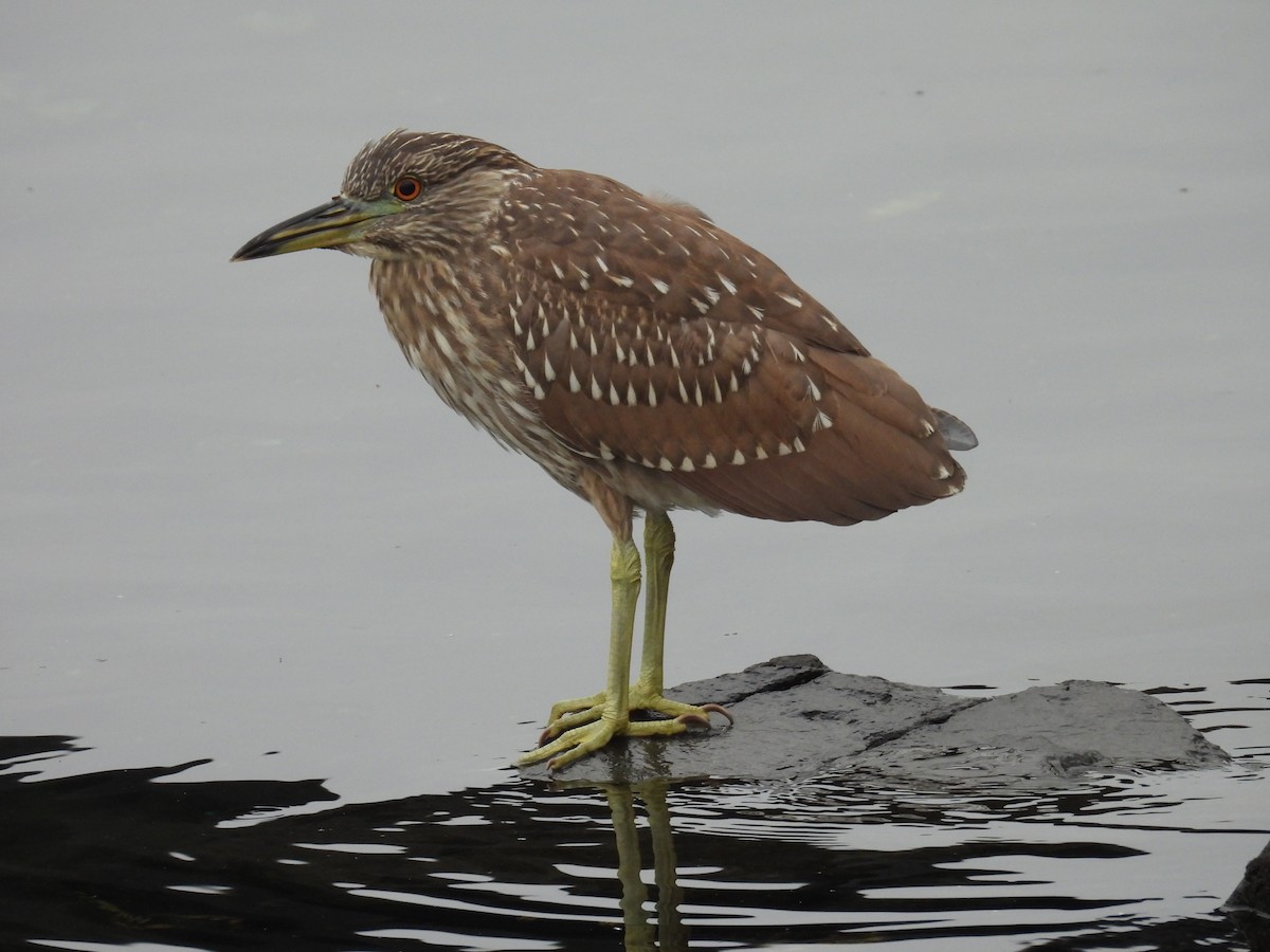 kvakoš noční (ssp. hoactli) - ML644526207