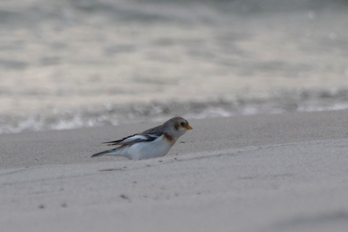 sněhule severní - ML644526209