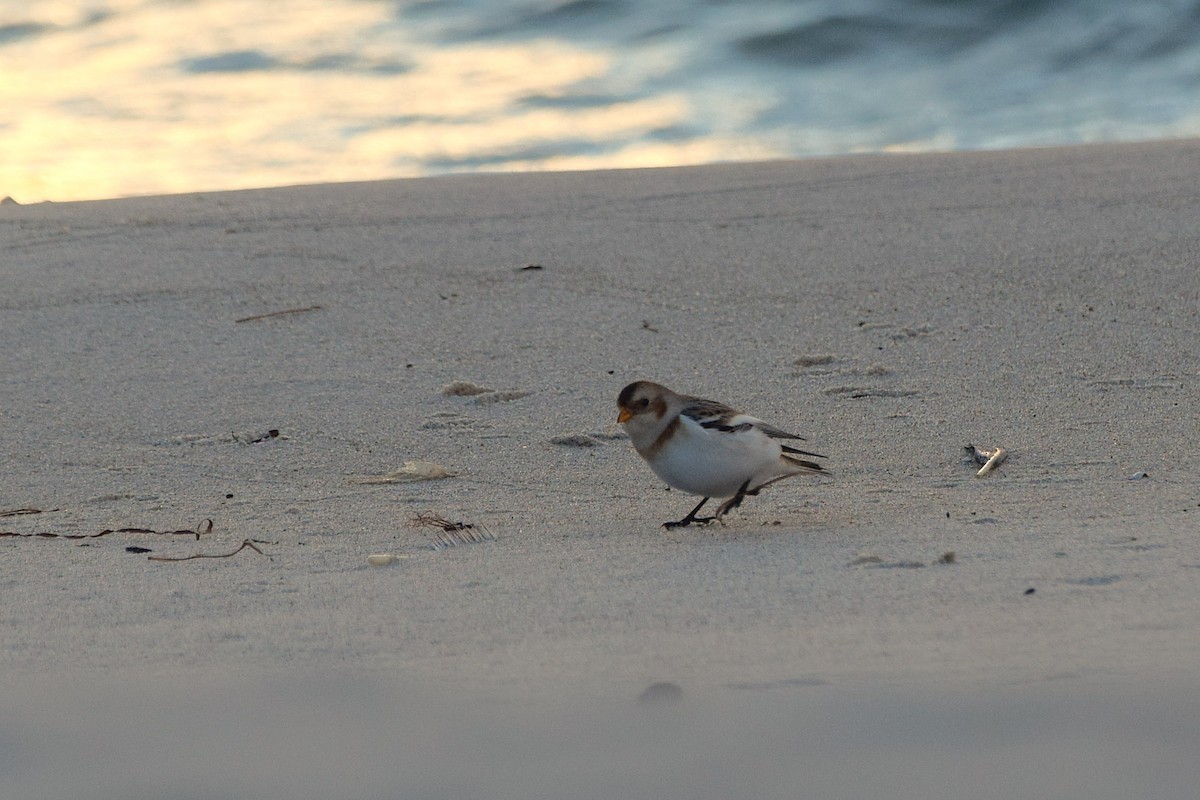 sněhule severní - ML644526210