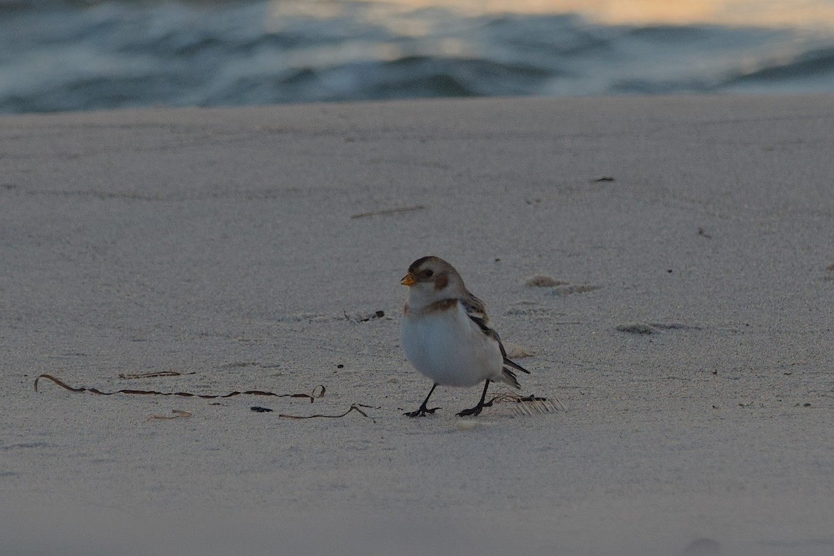 sněhule severní - ML644526211