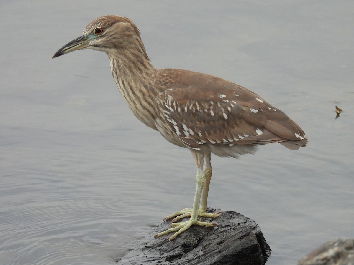 kvakoš noční (ssp. hoactli) - ML644526212