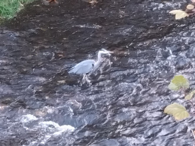 volavka popelavá - ML644526213